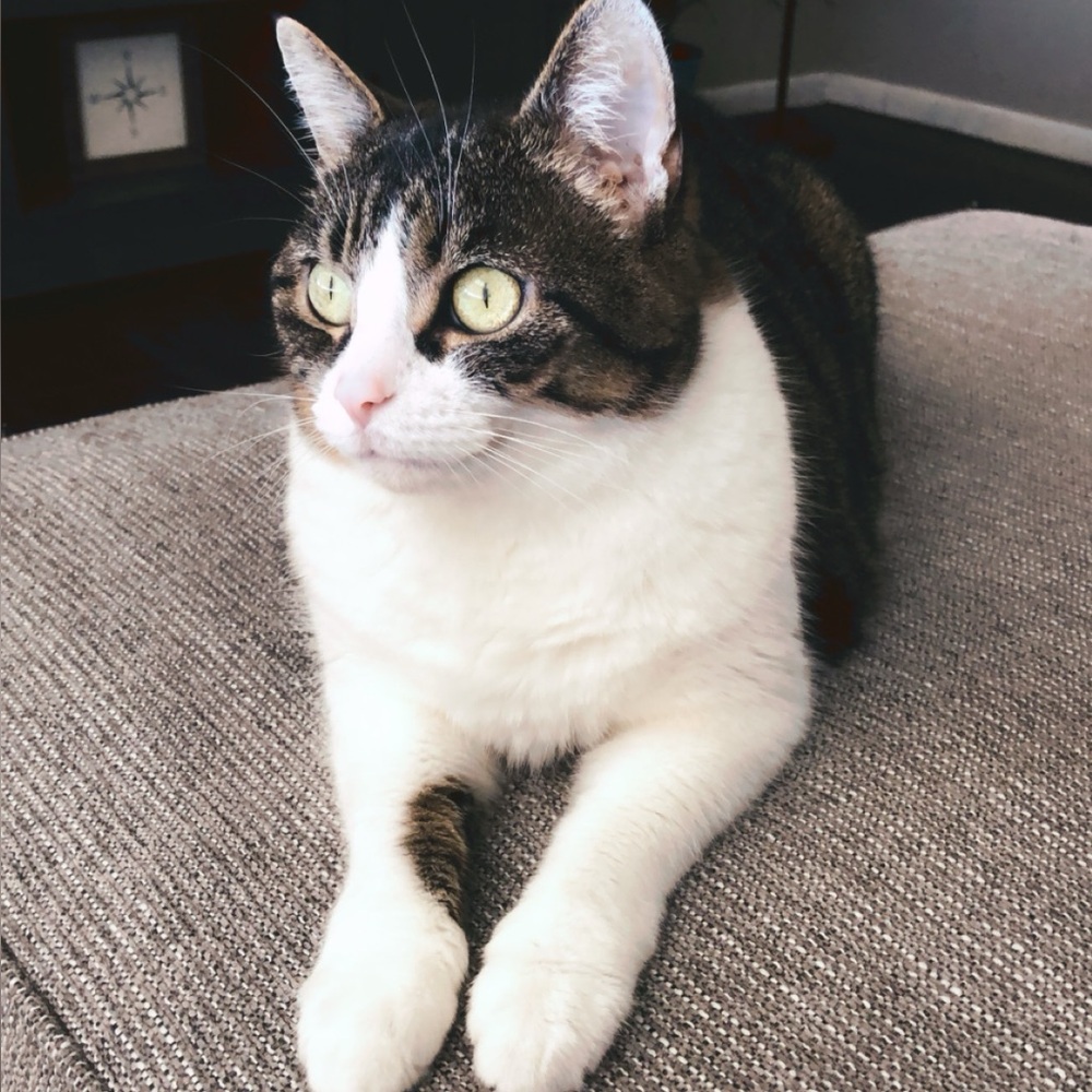 Meet your Posher, Abby